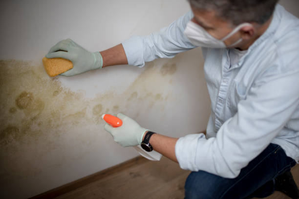 Mold Removal and Inspection in Channel Islands Beach, CA