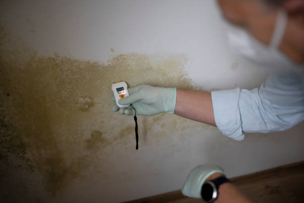 Best Toxic Mold Removal  in Channel Islands Beach, CA