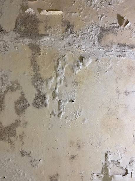 Best Residential Mold Removal  in Channel Islands Beach, CA