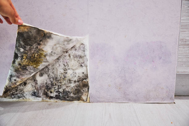 Best Certified Mold Removal  in Channel Islands Beach, CA